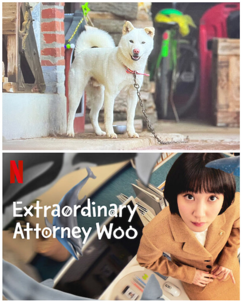 Koreańska drama "Extraordinary Attorney Woo"